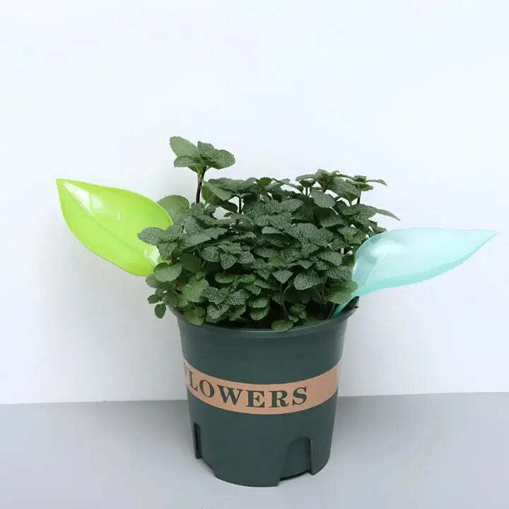 Mess-Free Watering Tool